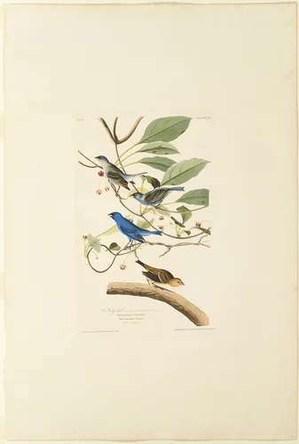 Male Indigo Bird by Robert Havell, print, 1829