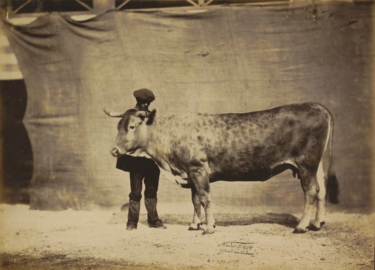 Vache Garonnaise, agée de 5 à 6 ans by Adrien Tournachon, photograph, 1856
