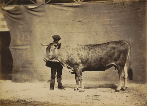 Vache Garonnaise, agée de 5 à 6 ans by Adrien Tournachon, photograph, 1856
