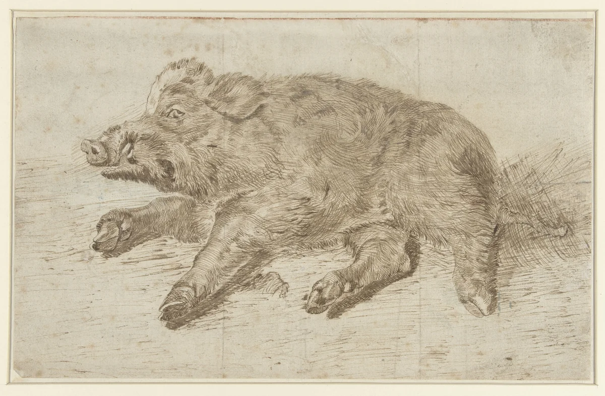 Liggend wild zwijn by anonymous, drawing, 1700-1800