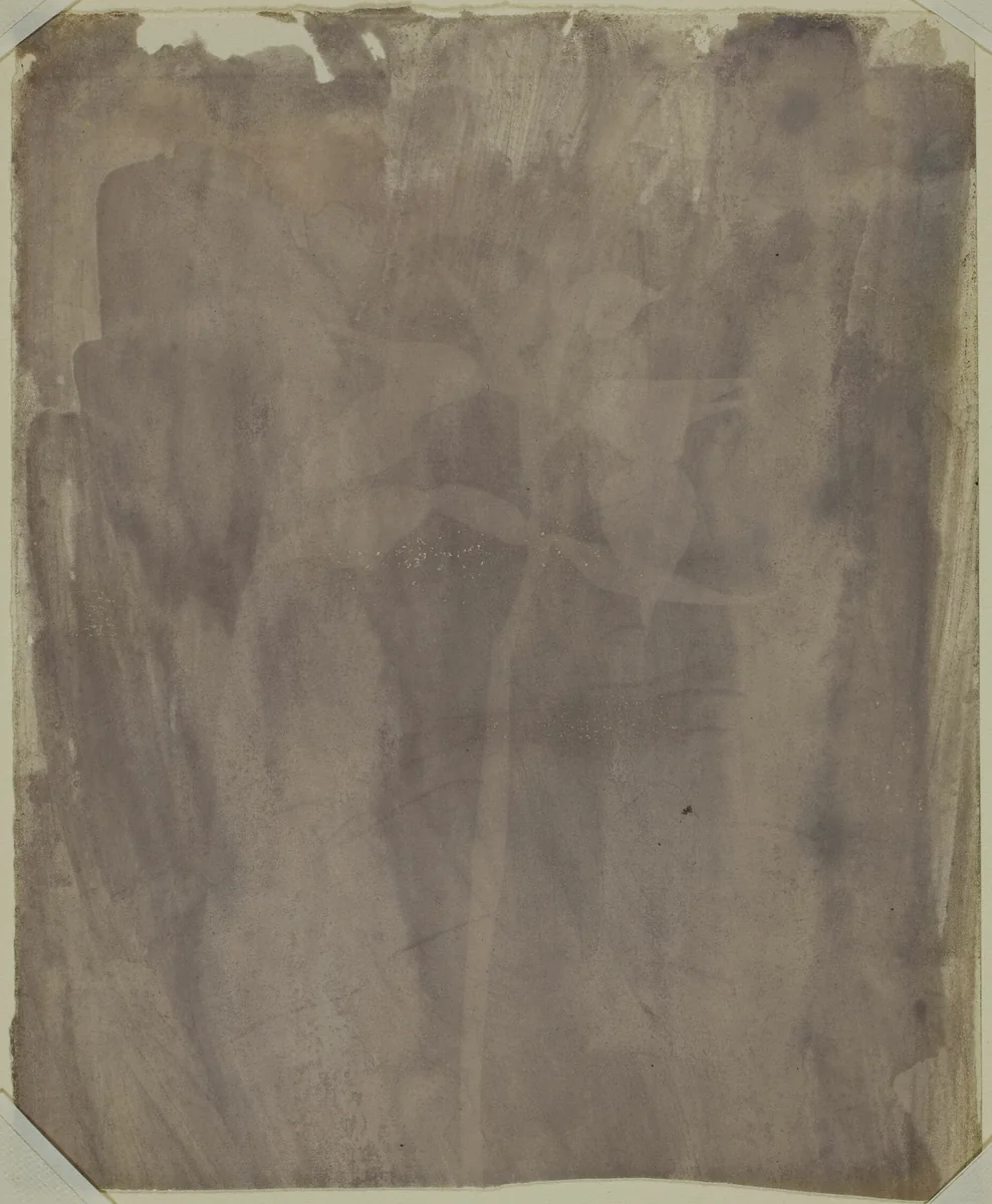 Botanical Specimen by William Henry Fox Talbot, photograph, 1830-1840