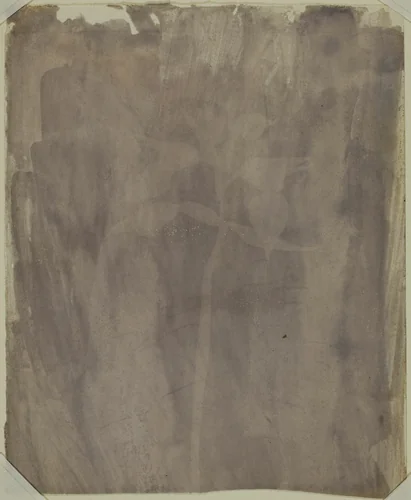Botanical Specimen by William Henry Fox Talbot, photograph, 1830-1840