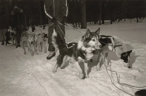 Husky Dog Sled Race, Spruce Run, Pennsylvania by Larry Fink, photograph, 1982