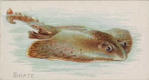 Skate, from the Fish from American Waters series (N8) for Allen & Ginter Cigarettes Brands by Allen & Ginter, print, 1889