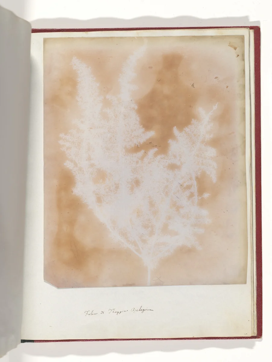 Thapsia Asclepium from Corfu by William Henry Fox Talbot, photograph, 1839-1840