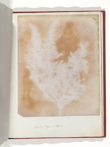 Thapsia Asclepium from Corfu by William Henry Fox Talbot, photograph, 1839-1840
