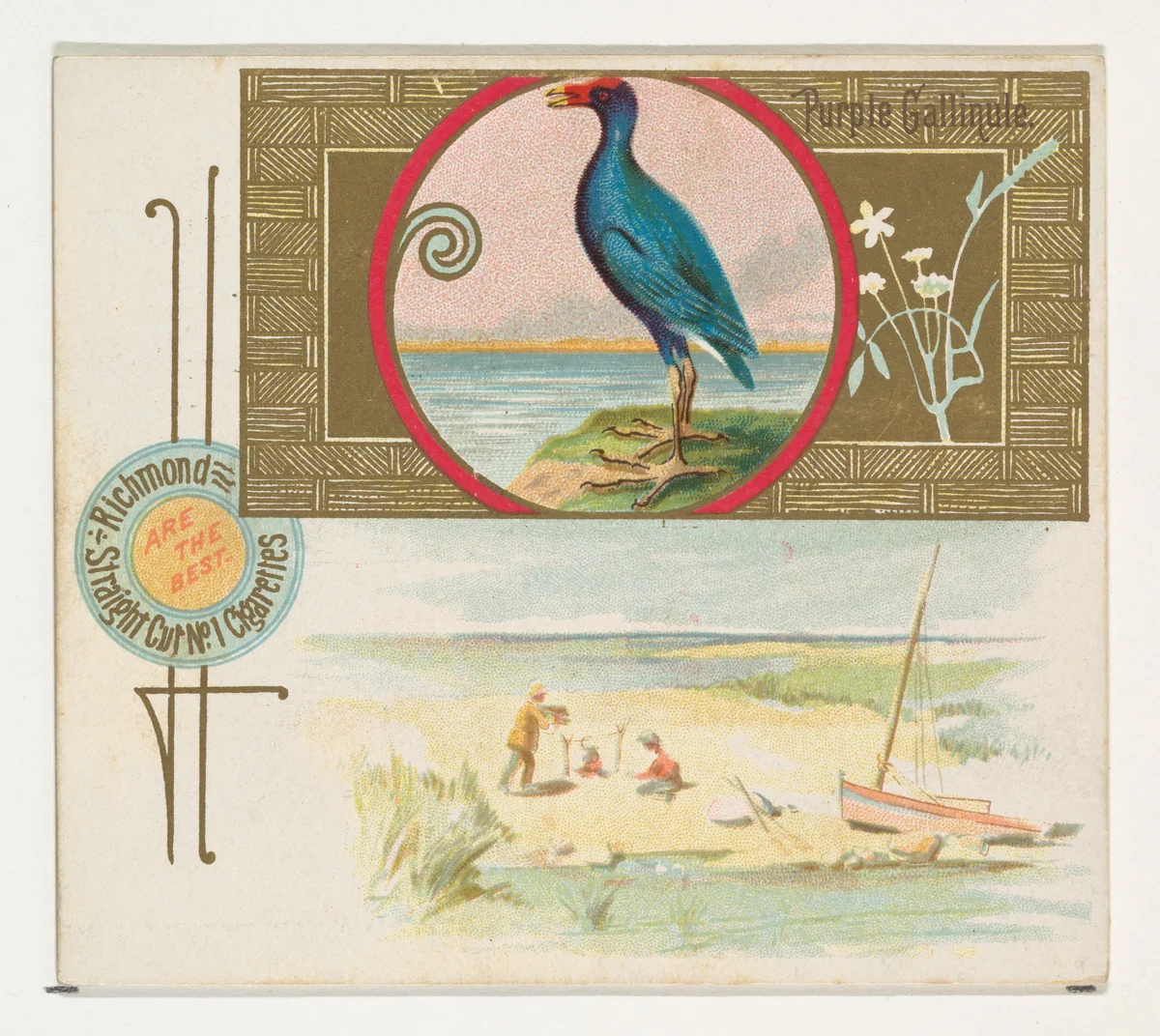 Purple Gallinule, from the Game Birds series (N40) for Allen & Ginter Cigarettes by Allen & Ginter, print, 1888-1890