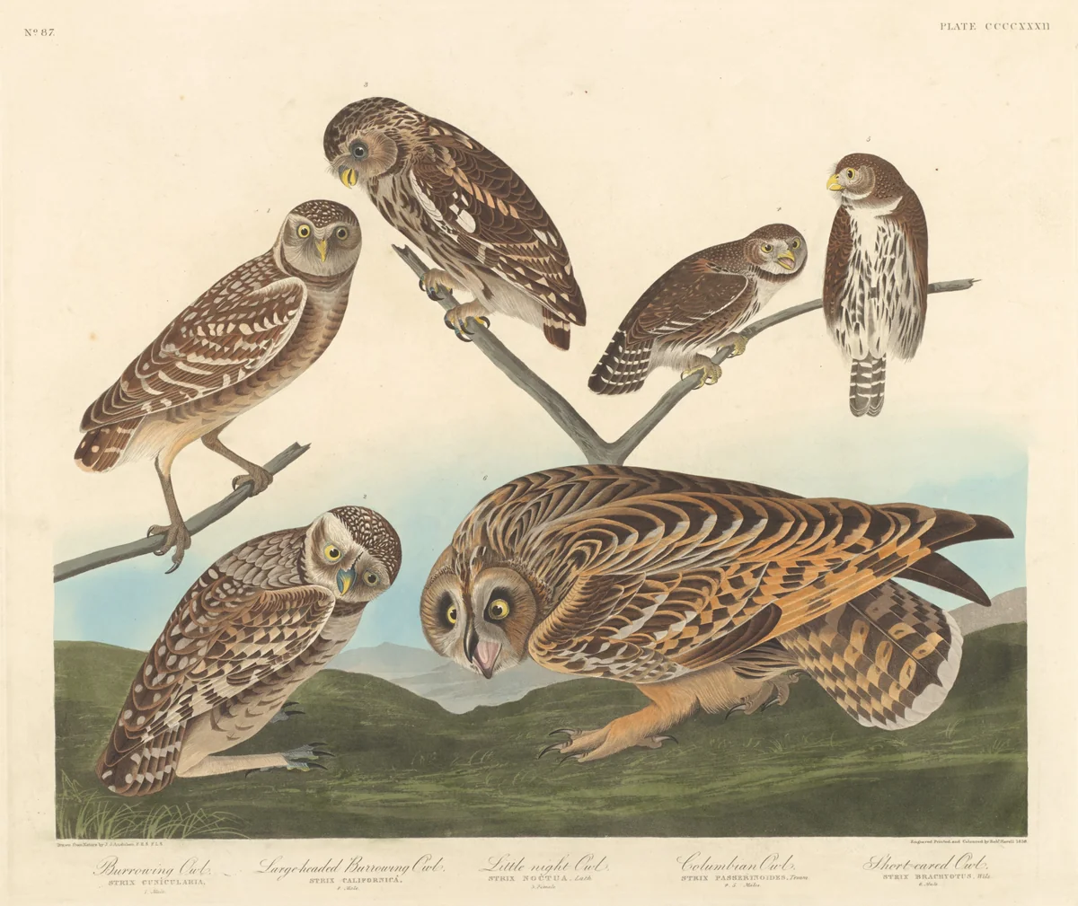 Burrowing Owl, Large-Headed Burrowing Owl andLittle Night Owl by Robert Havell, Jr.; John James Audubon, print, 1838