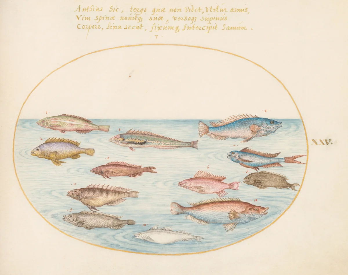 Plate 25: Mediterranean Rainbow Wrasse, Other Wrasse, a Swallowtail Sea Perch(?), Several "Anthiae," and Other Fish by Joris Hoefnagel, drawing, 1570-1599