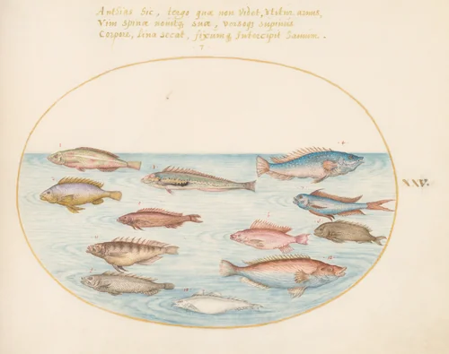 Plate 25: Mediterranean Rainbow Wrasse, Other Wrasse, a Swallowtail Sea Perch(?), Several "Anthiae," and Other Fish by Joris Hoefnagel, drawing, 1570-1599