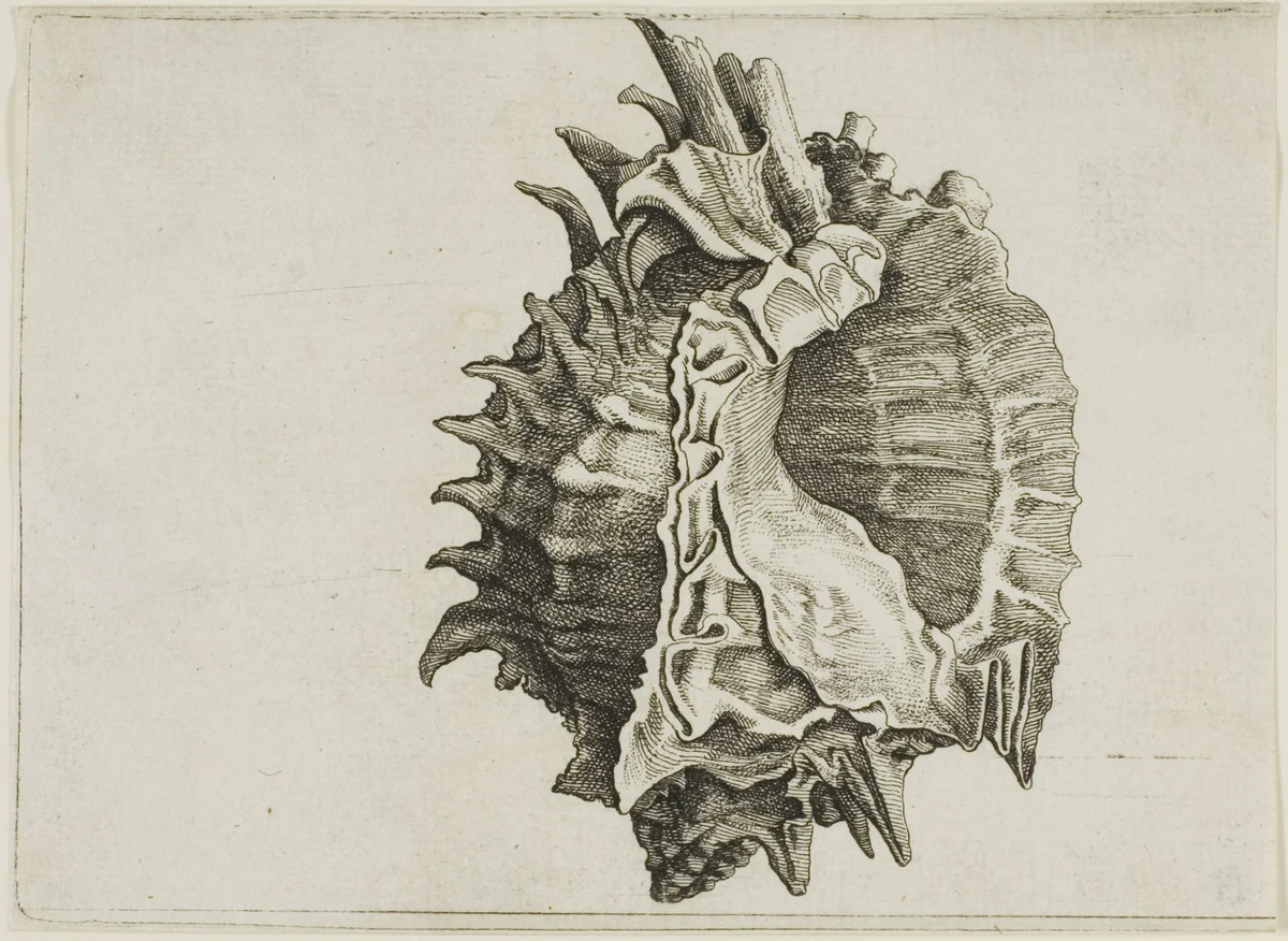 Pink-Mouth Murex (phyllonotus erythrostomus) by Wenceslaus Hollar, print, 1640-1649