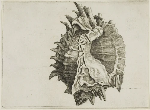 Pink-Mouth Murex (phyllonotus erythrostomus) by Wenceslaus Hollar, print, 1640-1649