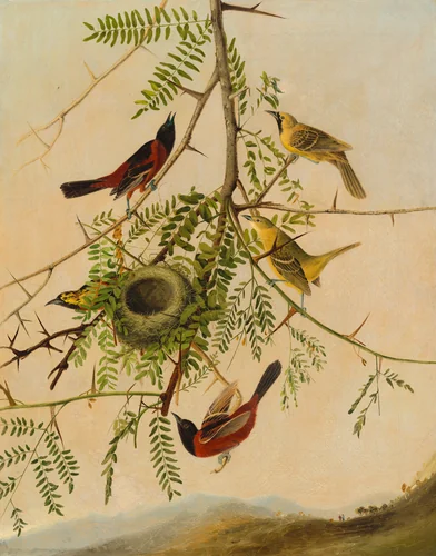 Orchard Oriole by Joseph Bartholomew Kidd, painting, 1830-1832