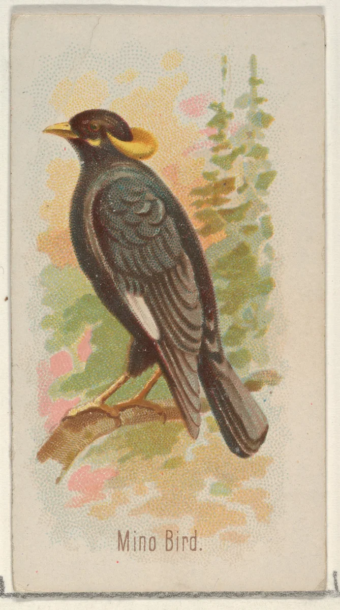 Mino Bird, from the Song Birds of the World series (N23) for Allen & Ginter Cigarettes by Allen & Ginter, print, 1890