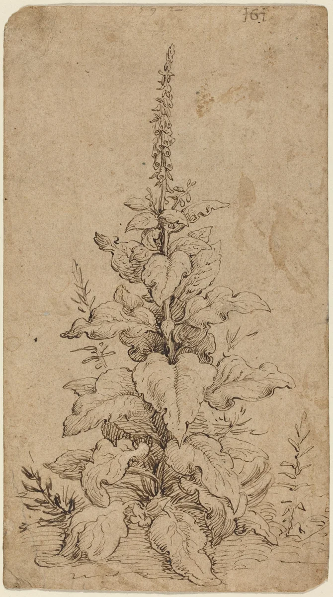 A Foxglove in Bloom by Hendrick Goltzius, drawing, 1592