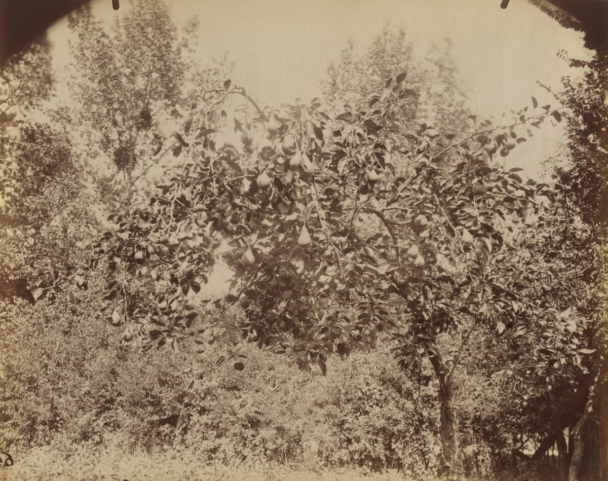 Poirier. Sucy-en-Brie by Eugène Atget, photograph, 1900
