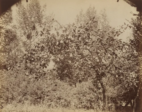 Poirier. Sucy-en-Brie by Eugène Atget, photograph, 1900