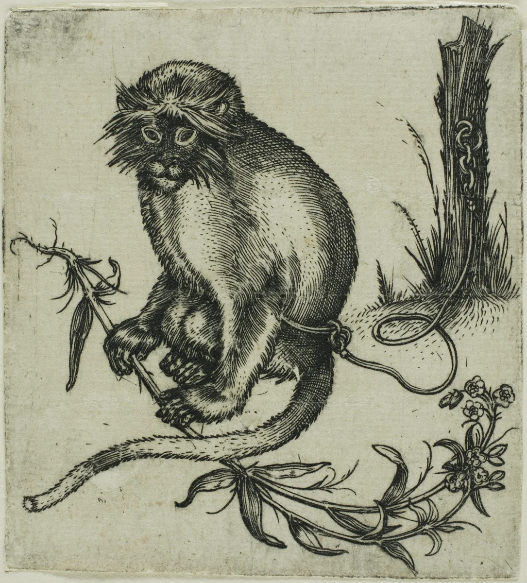 A Chained Monkey by Franz Brun, print, 1579-1596