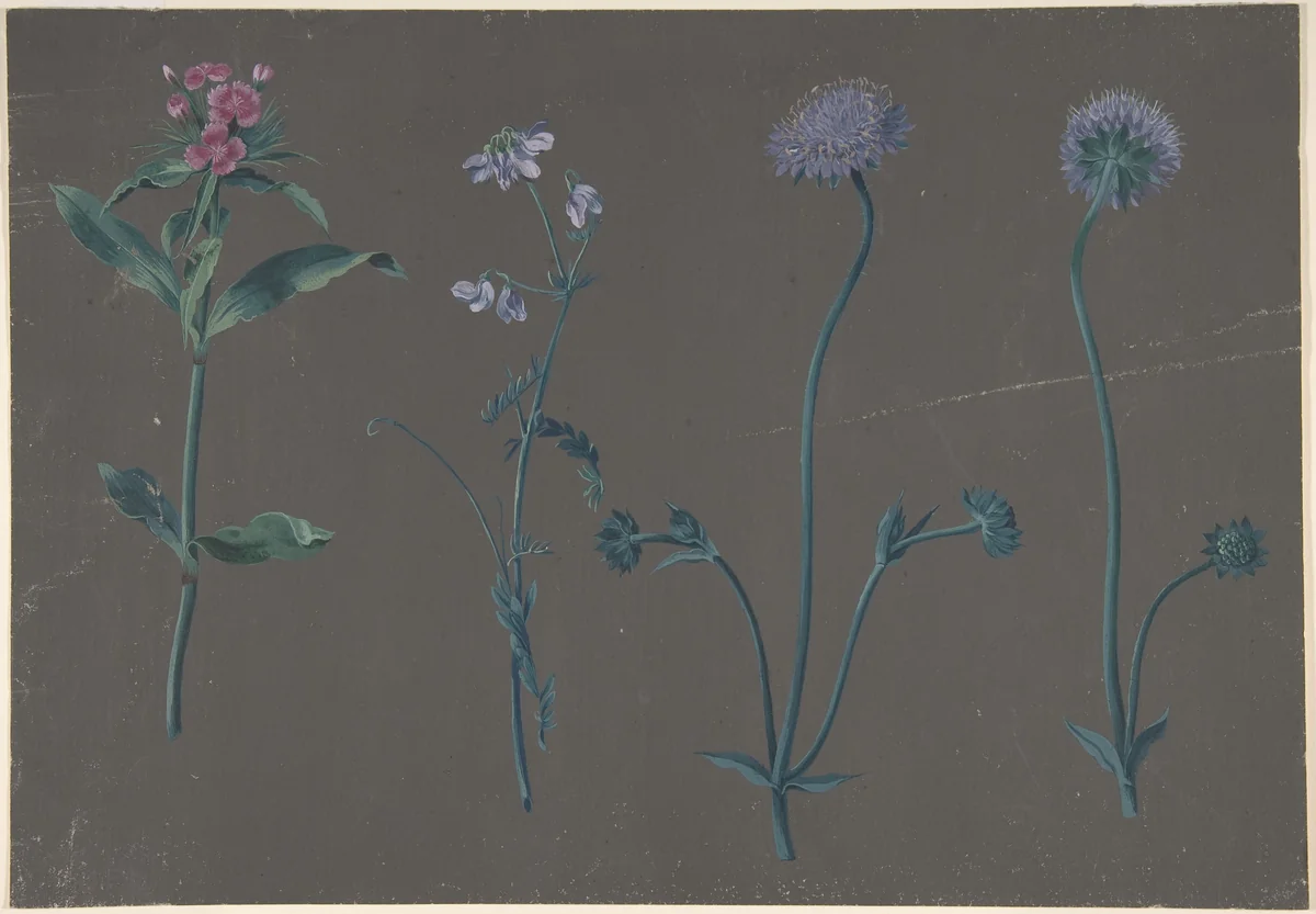 Study of Three Flowers by Johann Christian August Birnbaum, drawing, 1781