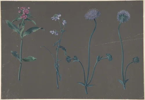 Study of Three Flowers by Johann Christian August Birnbaum, drawing, 1781