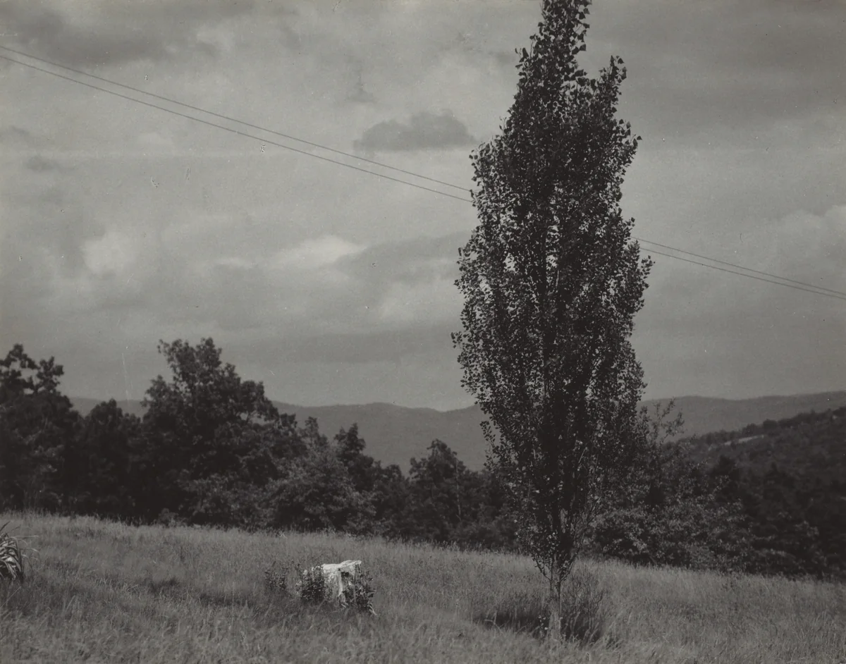 Poplar—Lake George by Alfred Stieglitz, photograph, 1937