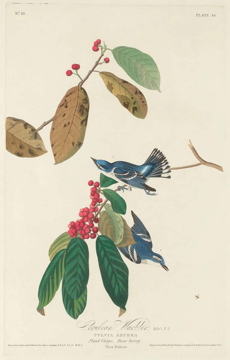 Cerulean Warbler by Robert Havell, Jr.; John James Audubon, print, 1828