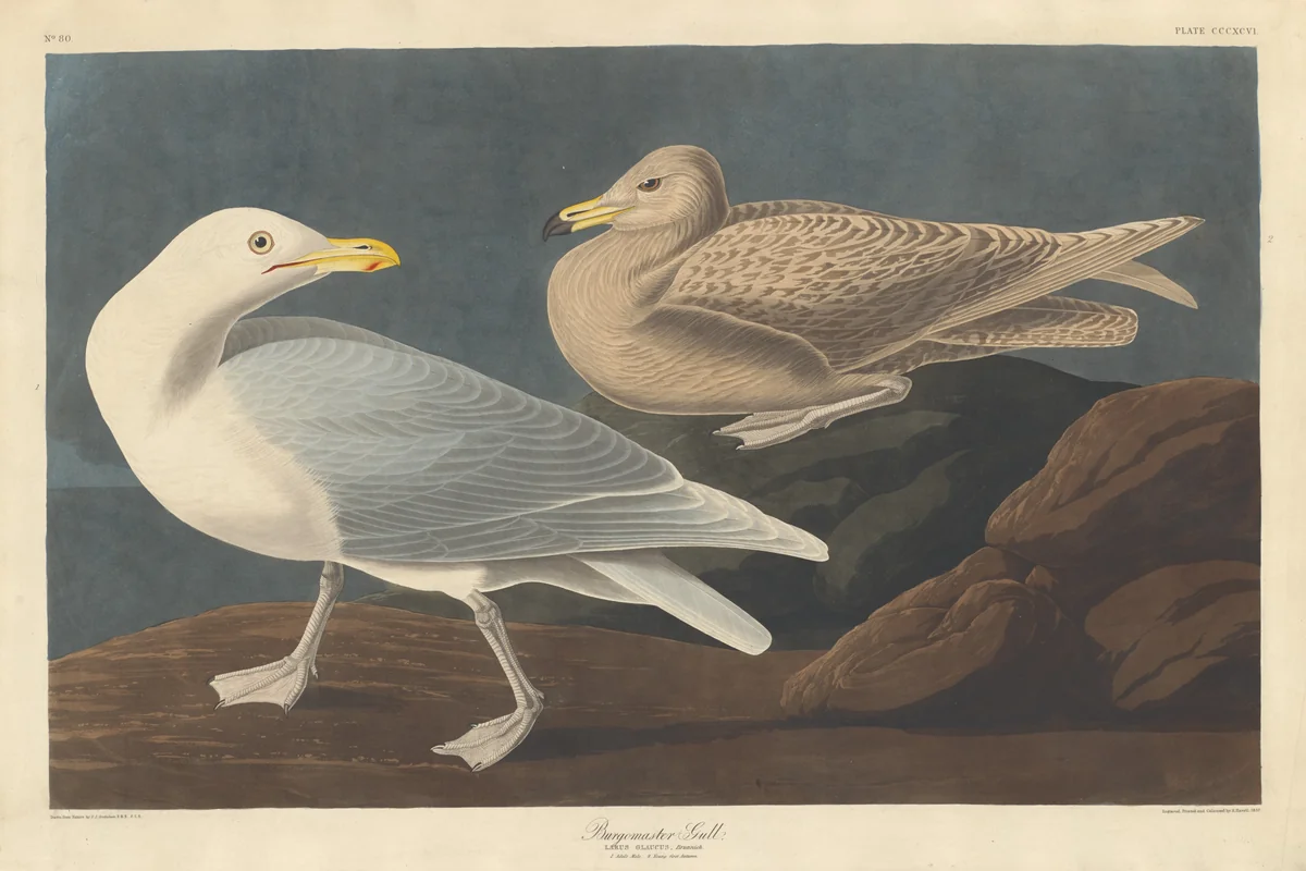 Burgomaster Gull by Robert Havell, Jr.; John James Audubon, print, 1837