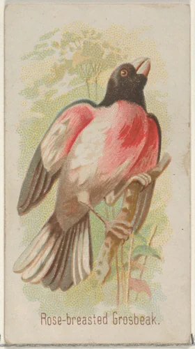 Rose-breasted Grosbeak, from the Song Birds of the World series (N23) for Allen & Ginter Cigarettes by Allen & Ginter, print, 1890