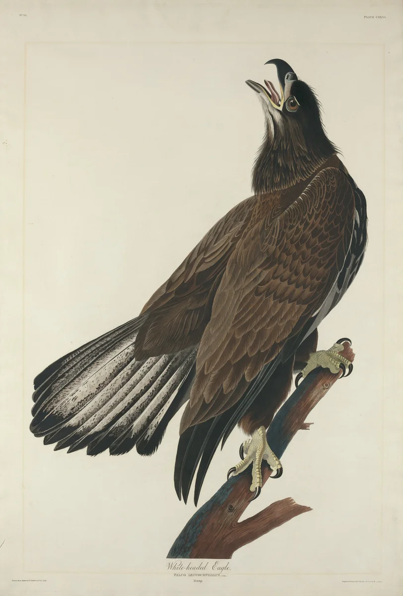 White-Headed Eagle by Robert Havell, Jr.; John James Audubon, print, 1832