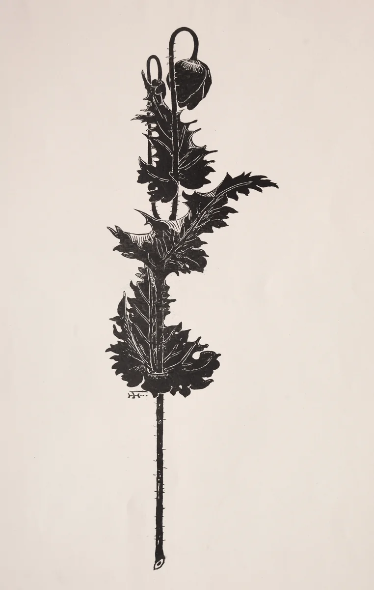 Flower Study by Harry Fenn, print, 1860-1911