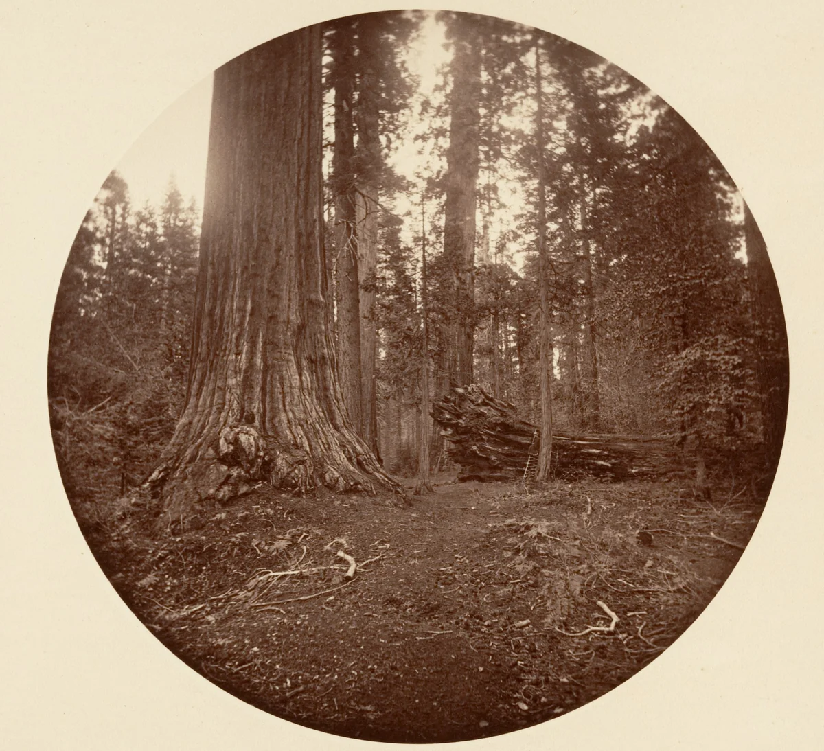 The Father of the Forest - C. Grove by Carleton E. Watkins, photograph, 1876-1880