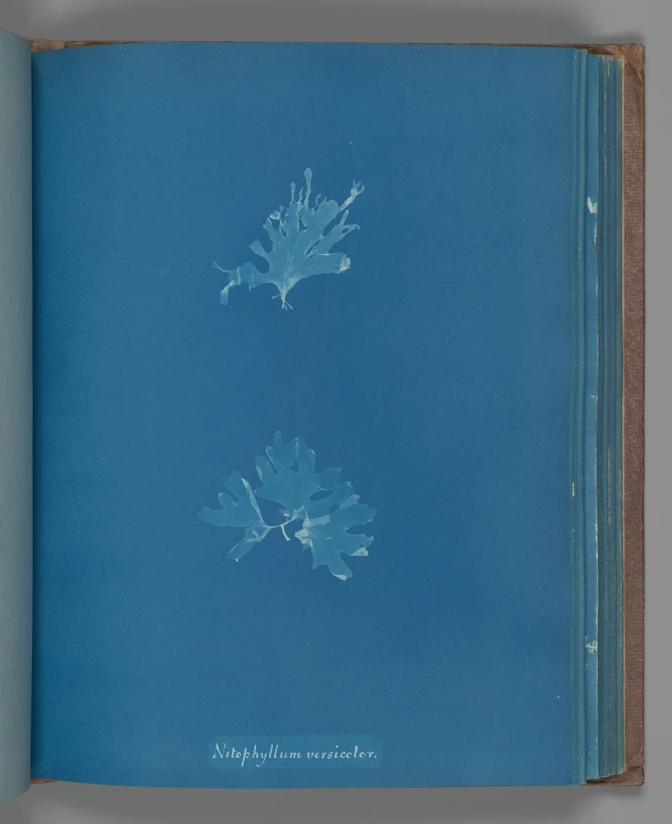 Nitophyllum versicolor by Anna Atkins, photograph, 1851-1855