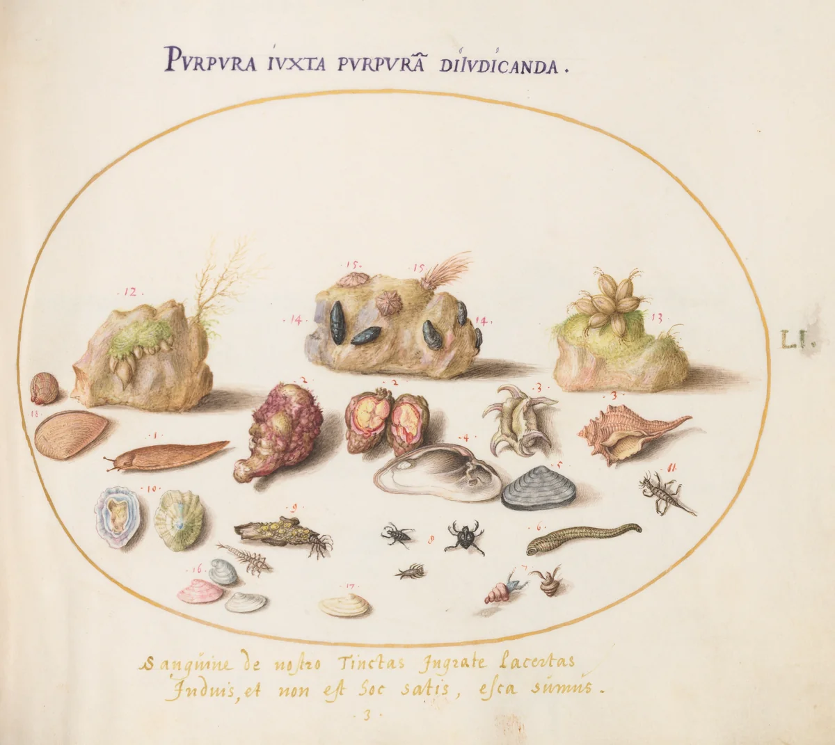 Plate 51: Murex Mollusks, Shells, Hermit Crabs, a Slug, Insects, and Other Sea Life by Joris Hoefnagel, drawing, 1570-1599