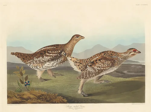 Sharp-tailed Grous by Robert Havell, Jr.; John James Audubon, print, 1837