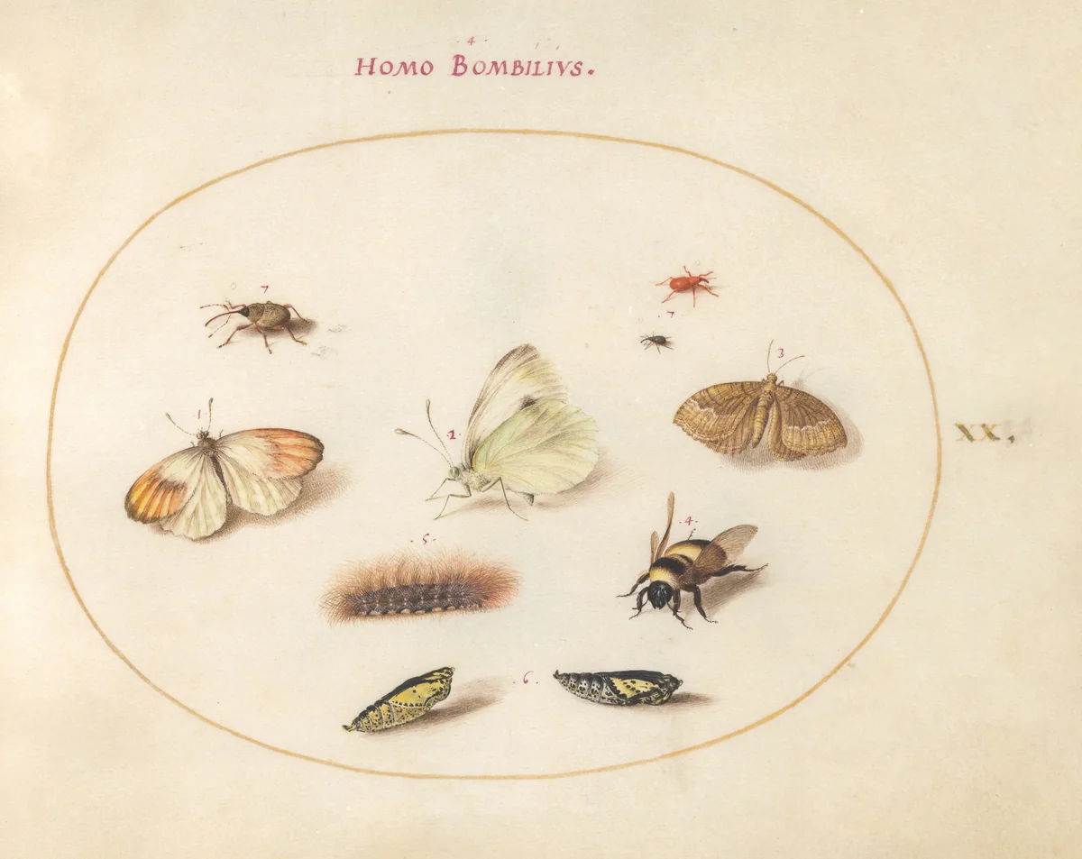Plate 20: Three Butterflies, a Caterpillar, a Bee, Two Chrysalides, and Three Weevils by Joris Hoefnagel, drawing, 1570-1599