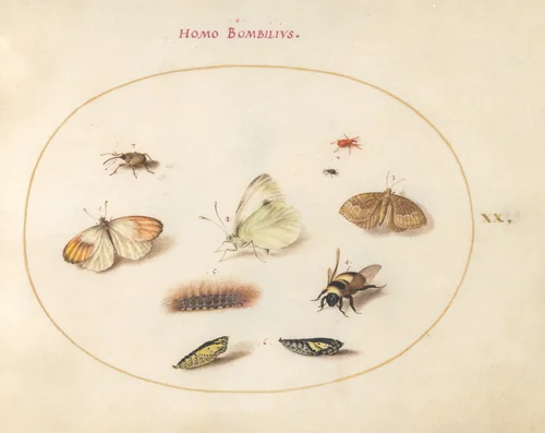 Plate 20: Three Butterflies, a Caterpillar, a Bee, Two Chrysalides, and Three Weevils by Joris Hoefnagel, drawing, 1570-1599