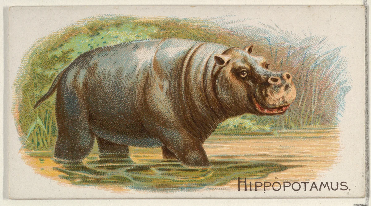Hippopotamus, from the Quadrupeds series (N21) for Allen & Ginter Cigarettes by Allen & Ginter, print, 1890