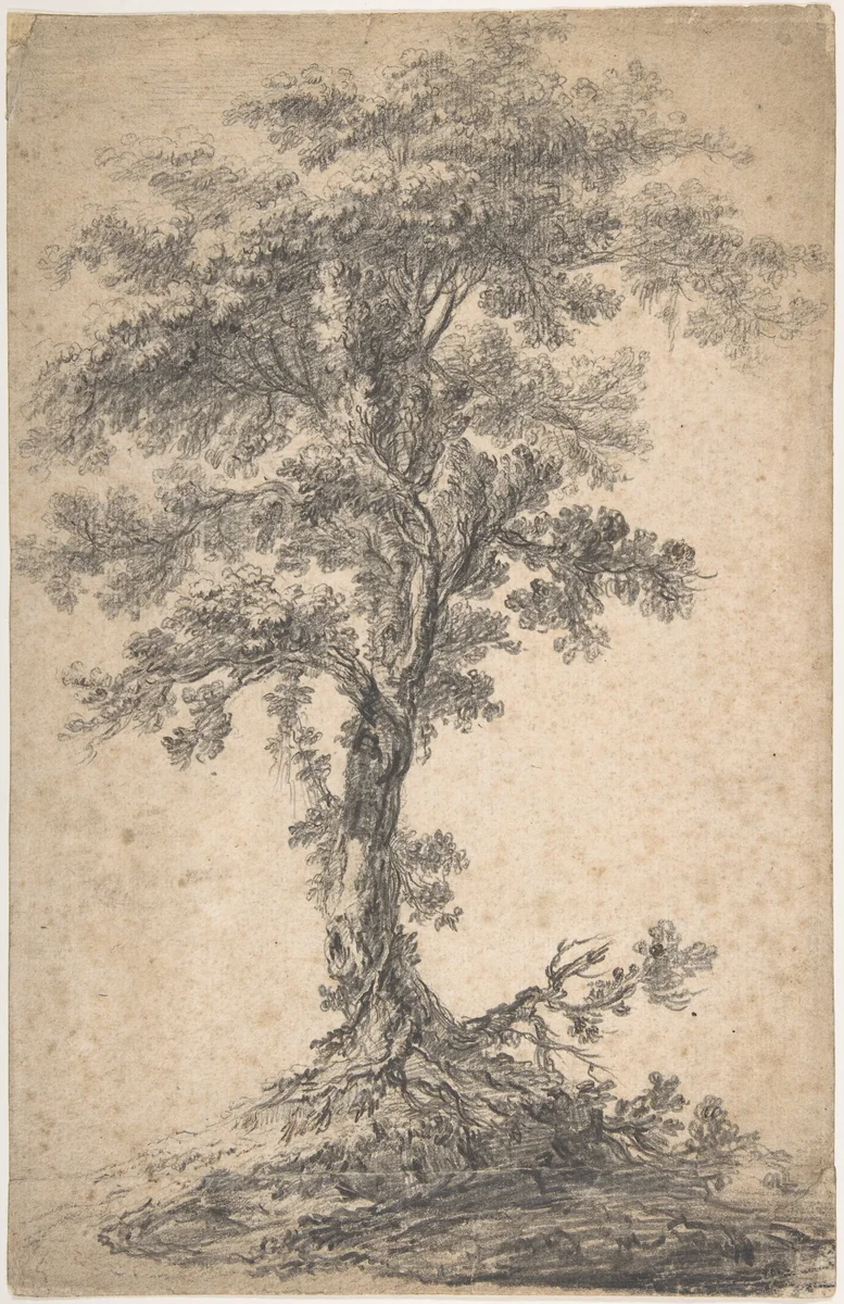Study of a Tree by Jean Pillement, drawing, 1740-1808