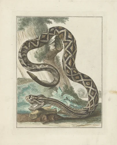 Zuid-Amerikaanse ratelslang (Crotalus durissus) by Simon Fokke, print, 1722-1784