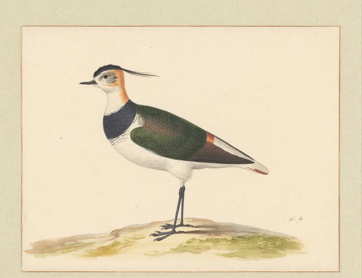 Kievit by Pieter Holsteyn, drawing, 1600-1662