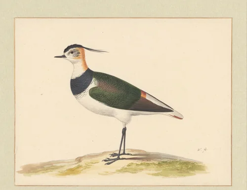 Kievit by Pieter Holsteyn, drawing, 1600-1662