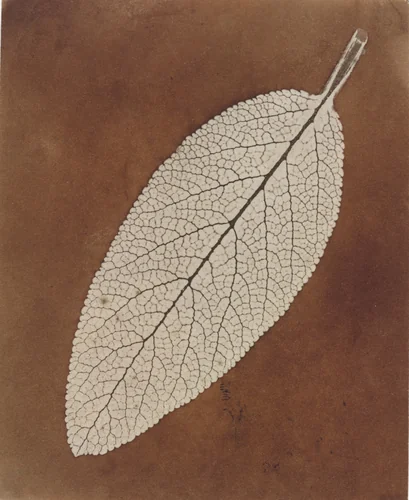 Leaf Study by William Henry Fox Talbot, photograph, 1839-1840