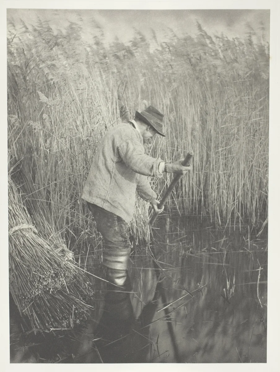 A Reed-Cutter at Work by Peter Henry Emerson, photograph, 1886