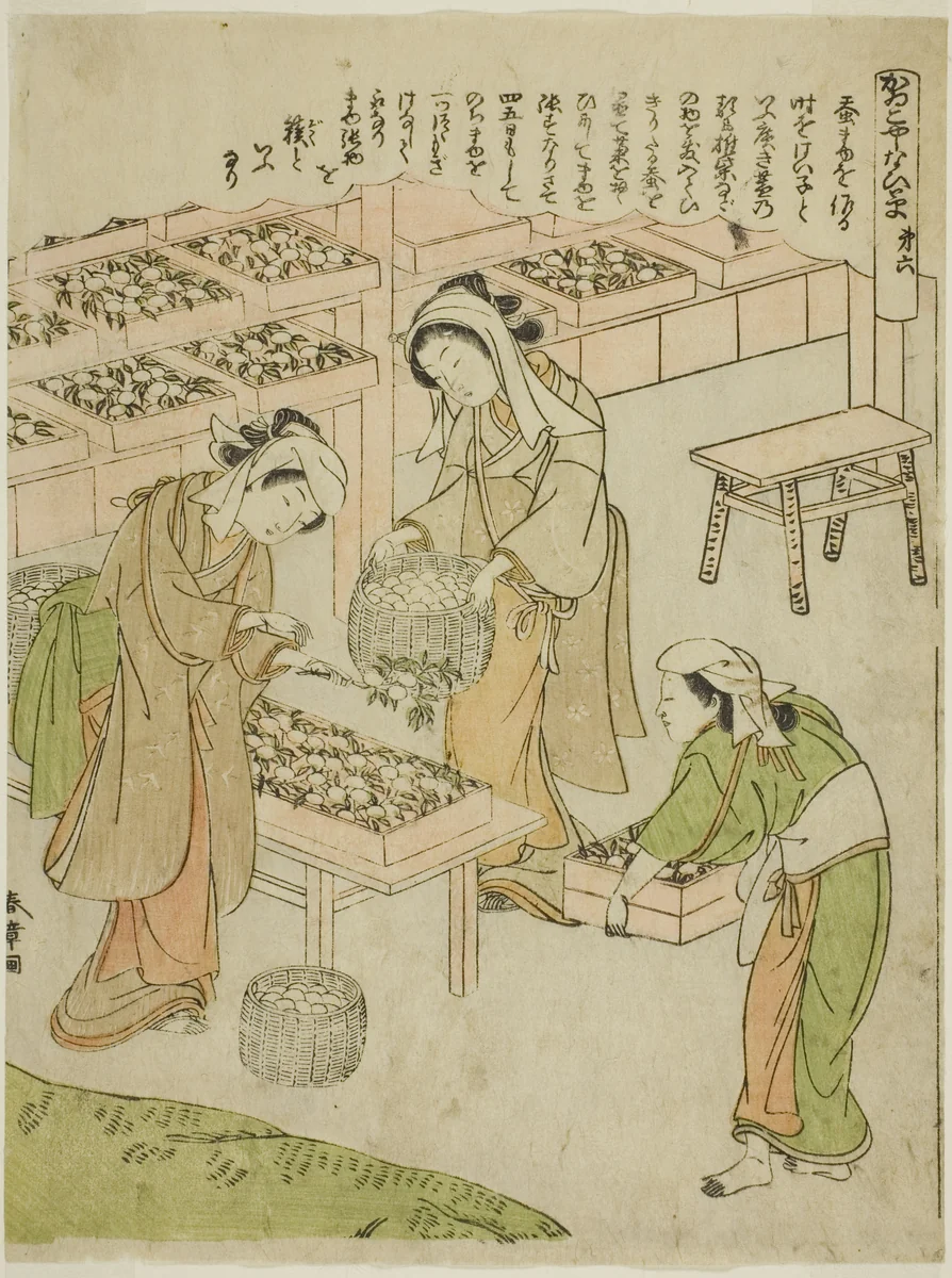 Plate 6 (Examining the Newly Spun Cocoons), from the series "Kaiko Yashinai-gusa" by Katsukawa Shunsho (勝川 春章), print, 1767-1777