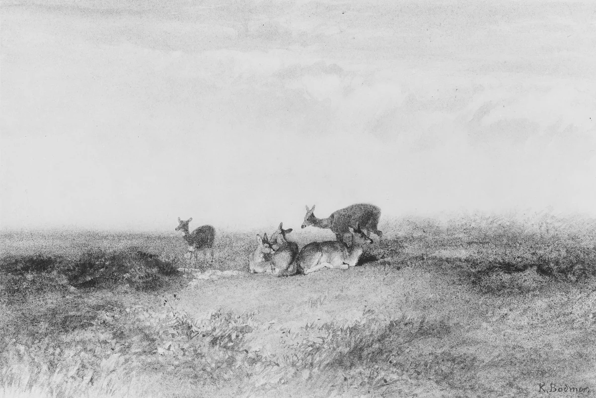 Deer in a Landscape by Karl Bodmer, artwork, 1809-1893