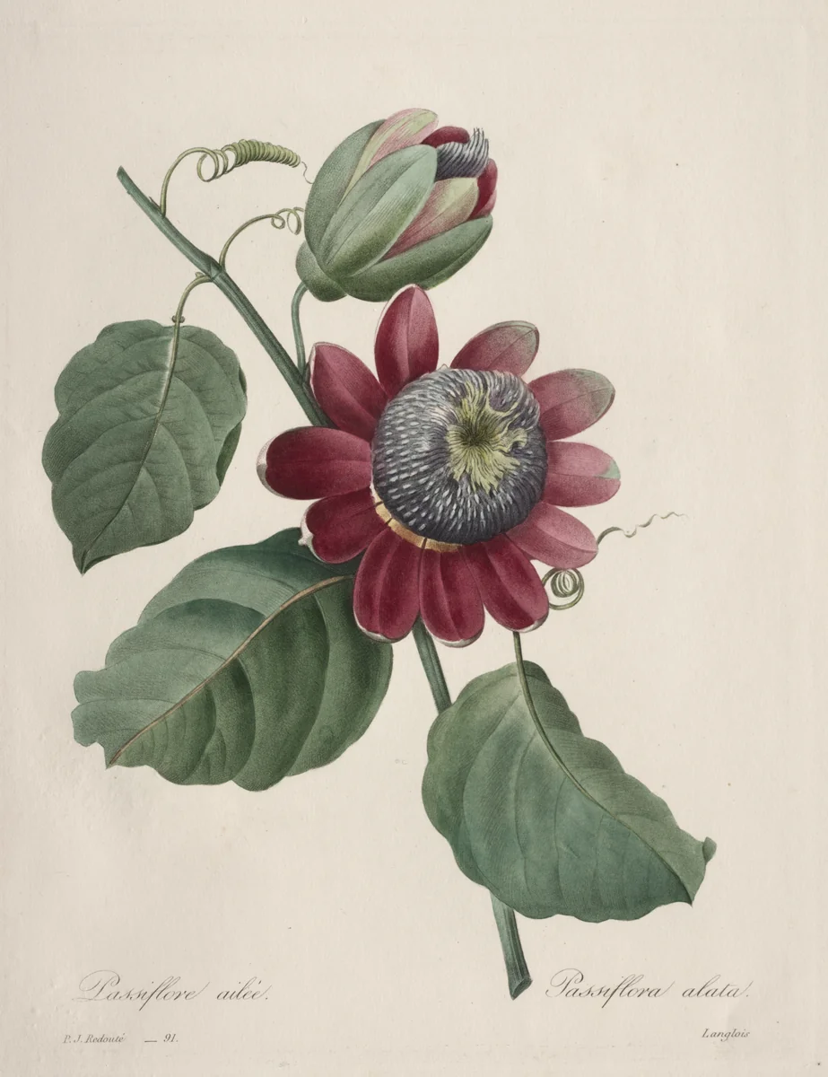 Choix des plus belles fleurs...plus beaux fruits: Passiflore ailee by Henry Joseph Redouté, print, 1827
