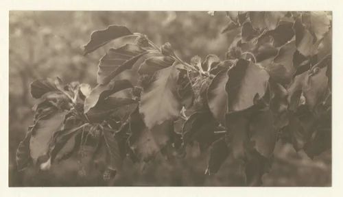 Tak met bladeren en knoppen by Richard Tepe, photograph, 1900-1930