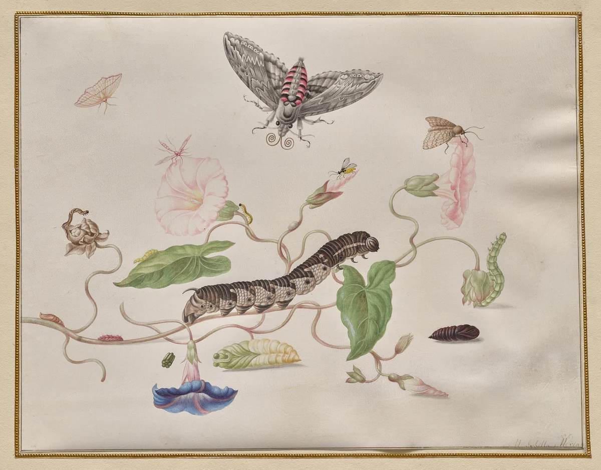 Convolvulus and Metamorphosis of the Convolvulus Hawk Moth by Maria Sibylla Merian, drawing, 1665-1688