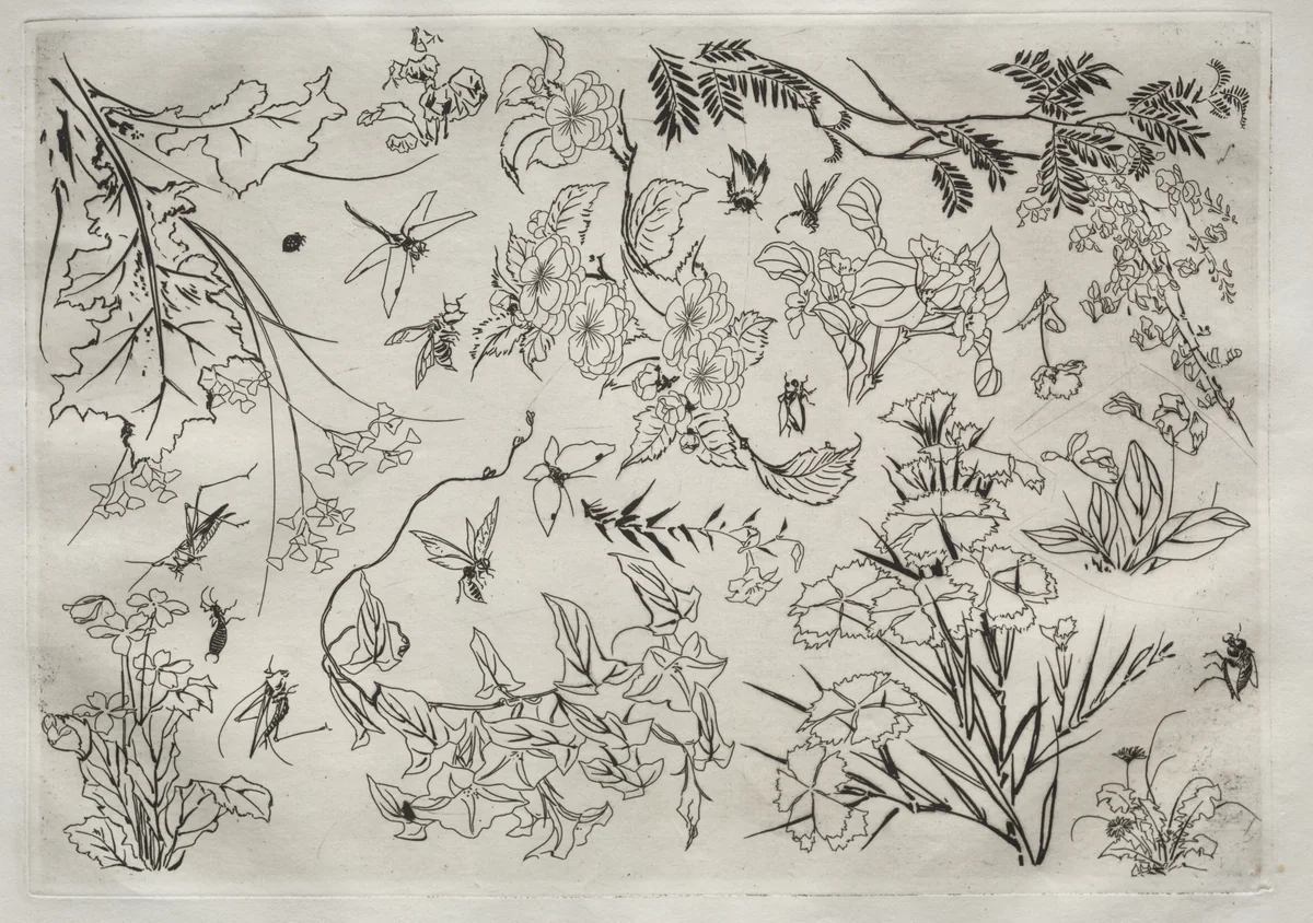 Dinner Service (Rousseau service): Flowers (no. 22) by Félix Bracquemond, print, 1866