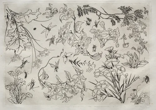 Dinner Service (Rousseau service): Flowers (no. 22) by Félix Bracquemond, print, 1866